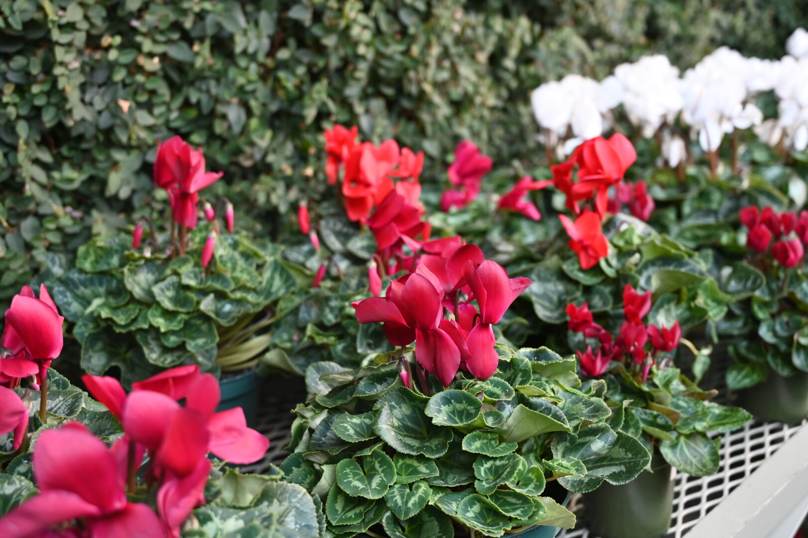 Detroit Garden Works