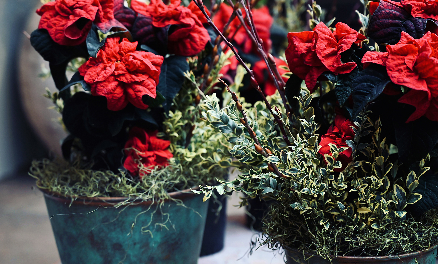 Winter Rose Poinsettia and Variegated Boxwood - Detroit Garden Works