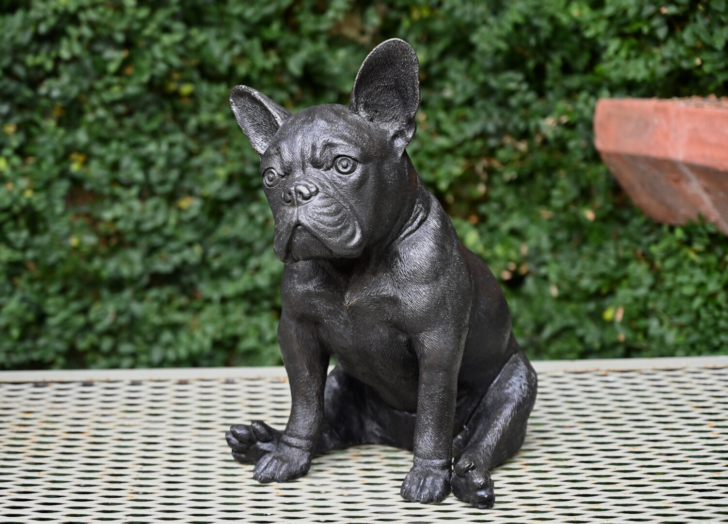 Bronze French Bulldog