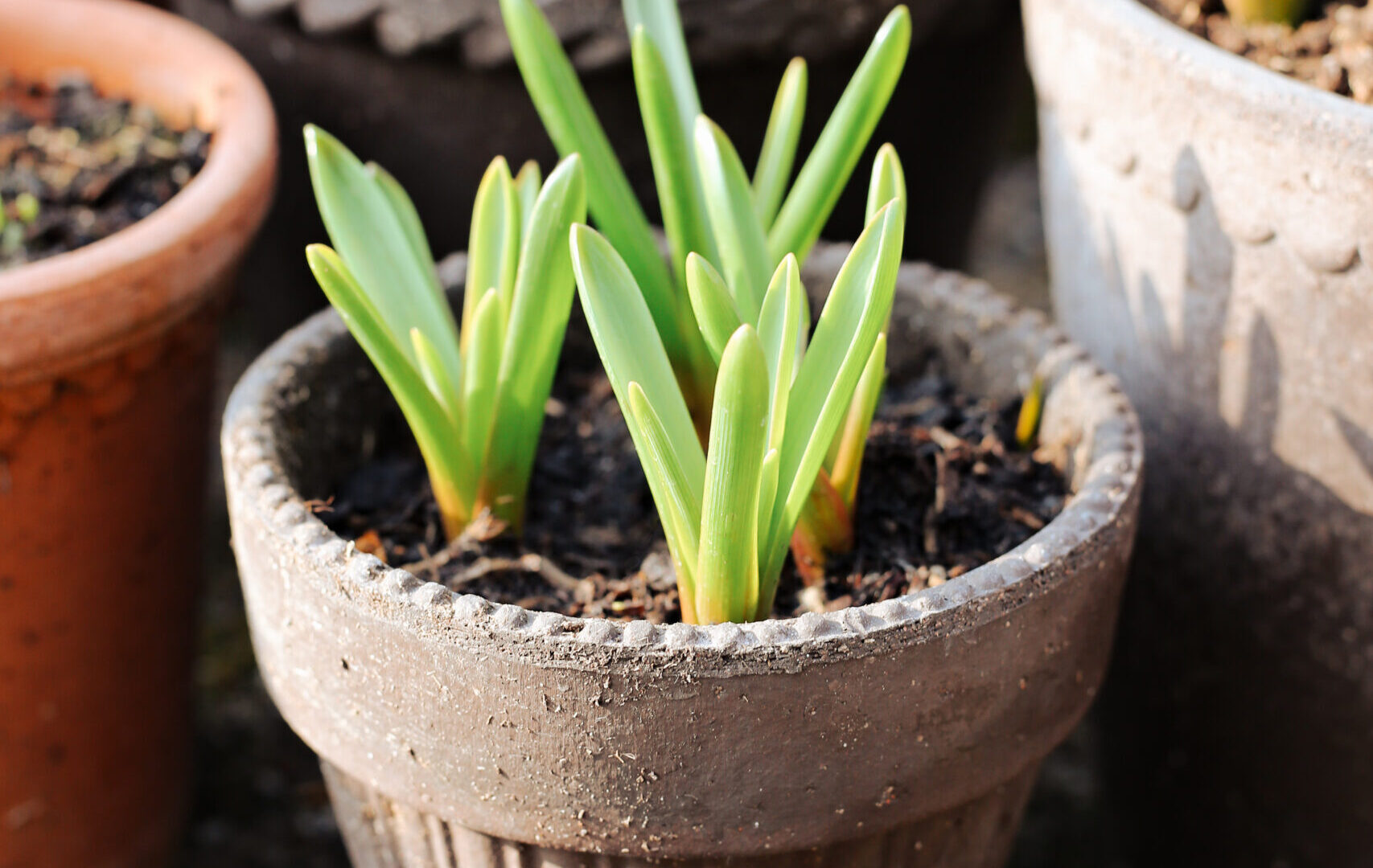 The Beaded Edge of a Raw Simona Pot - Detroit Garden Works