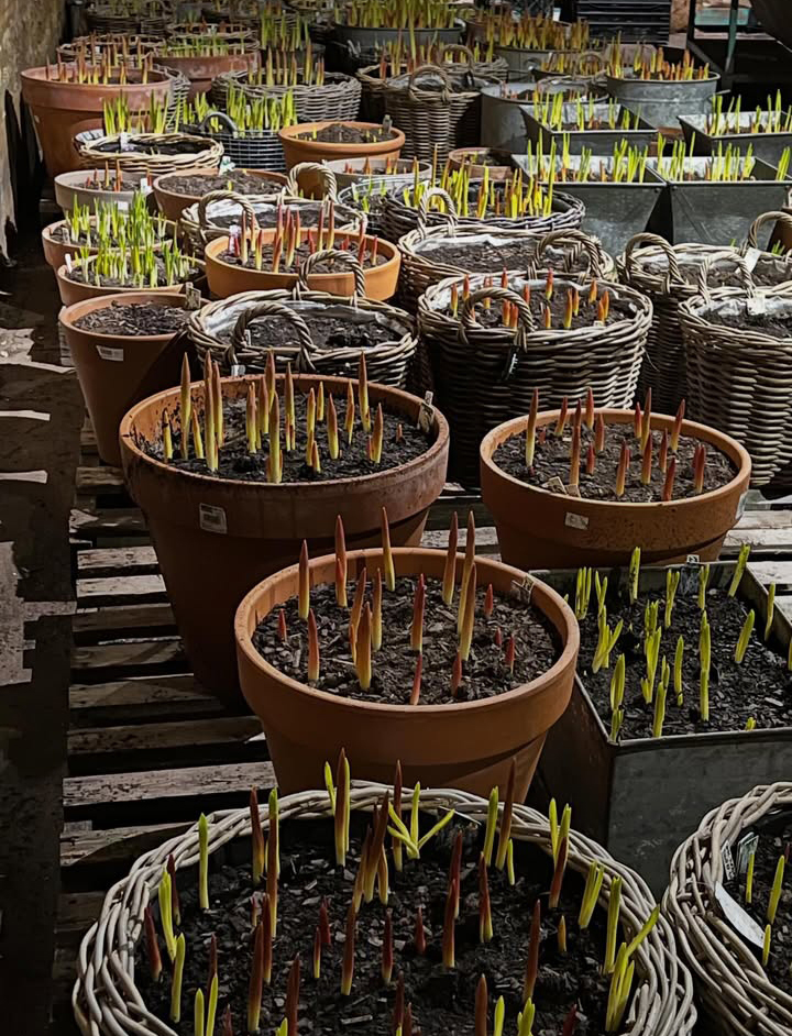 Detroit Garden Works