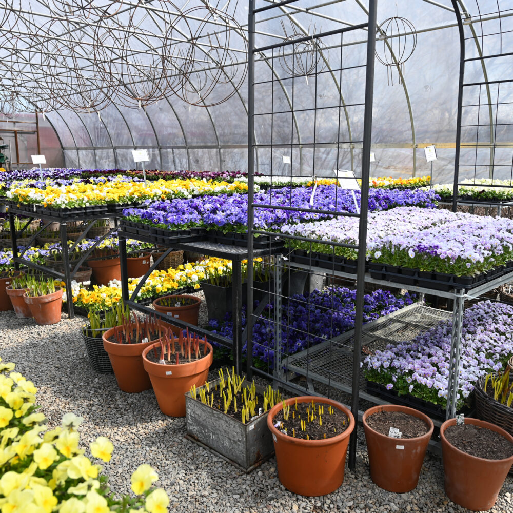 Seasonal Plant Material