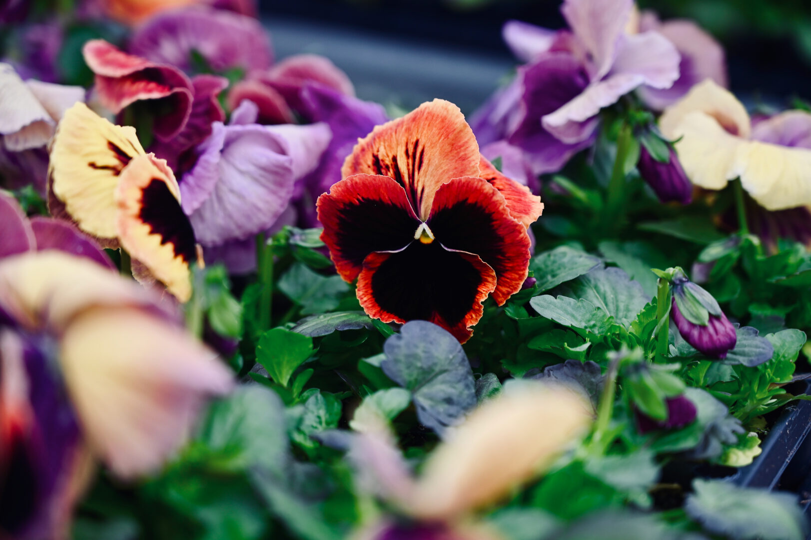 Detroit Garden Works