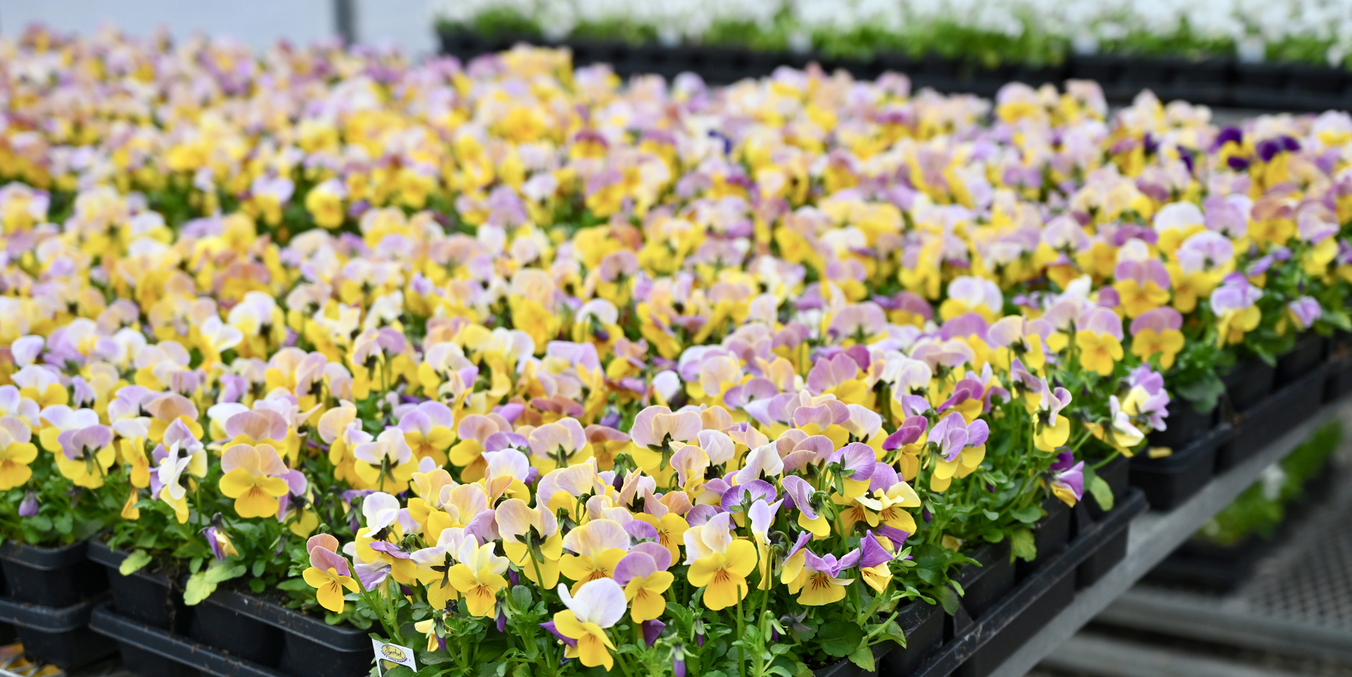 Detroit Garden Works