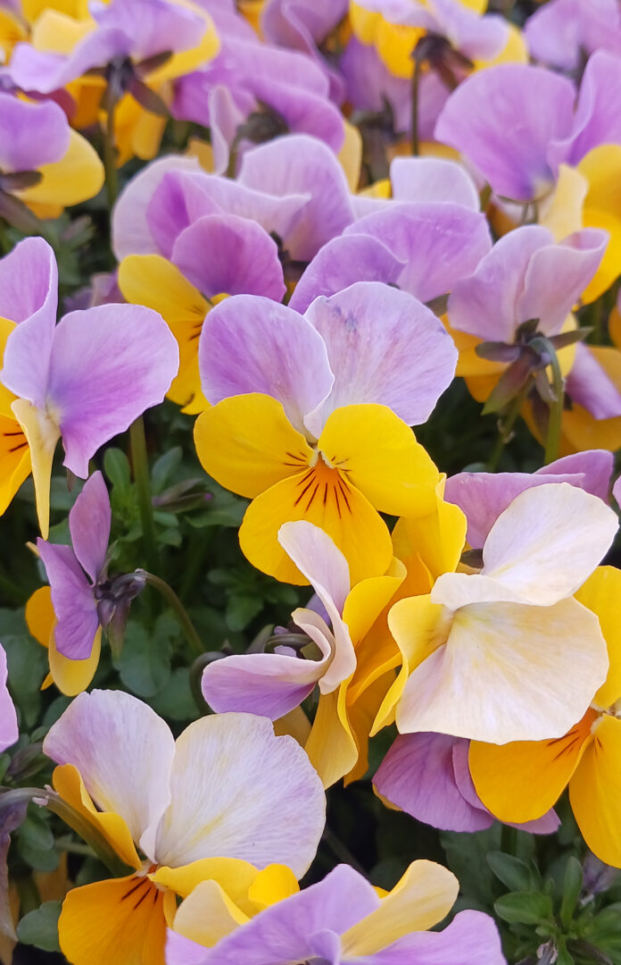 Detroit Garden Works