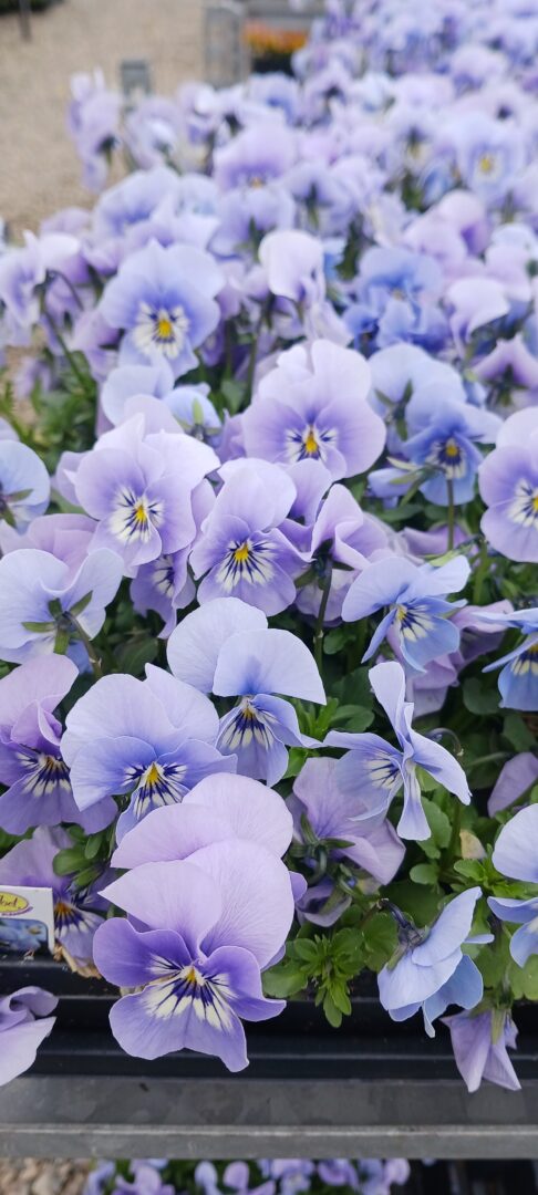 Detroit Garden Works