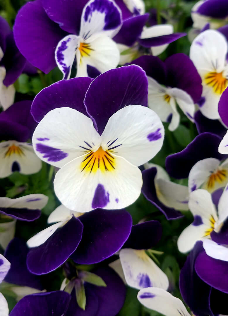 Detroit Garden Works