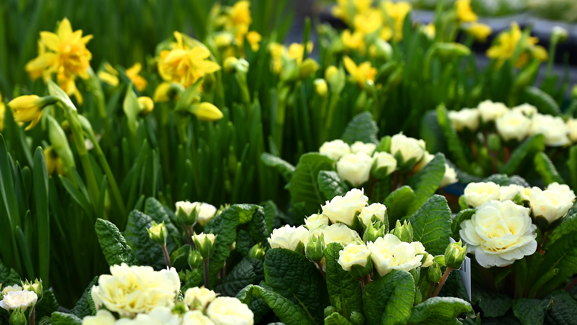 Belarina Cream Primula & Tete Boulce Narcissus - Detroit Garden Works