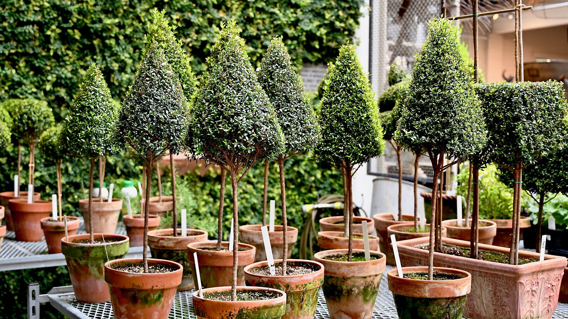 Topiaries - Detroit Garden Works