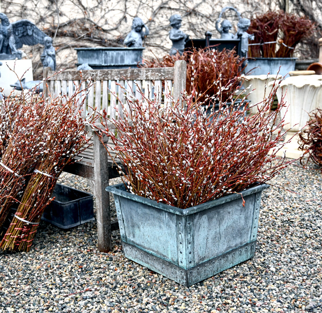 Branchy Giant Pussy Willow