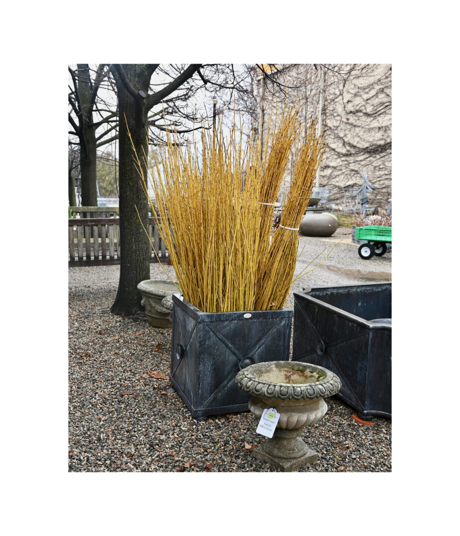 Fresh Cut Yellow Dogwood Twigs