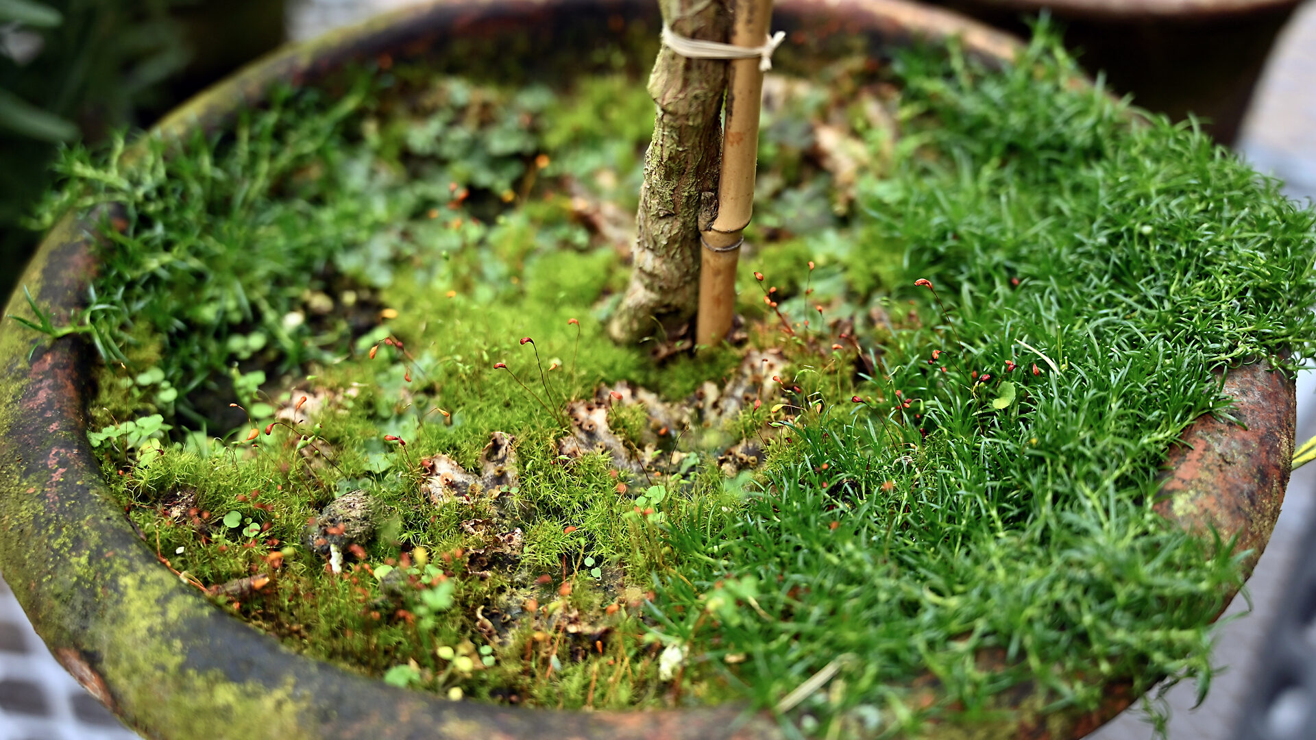 The Mossy Kingdom Under a Topiary - Detroit Garden Works