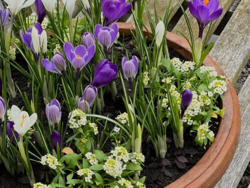 Detroit Garden Works