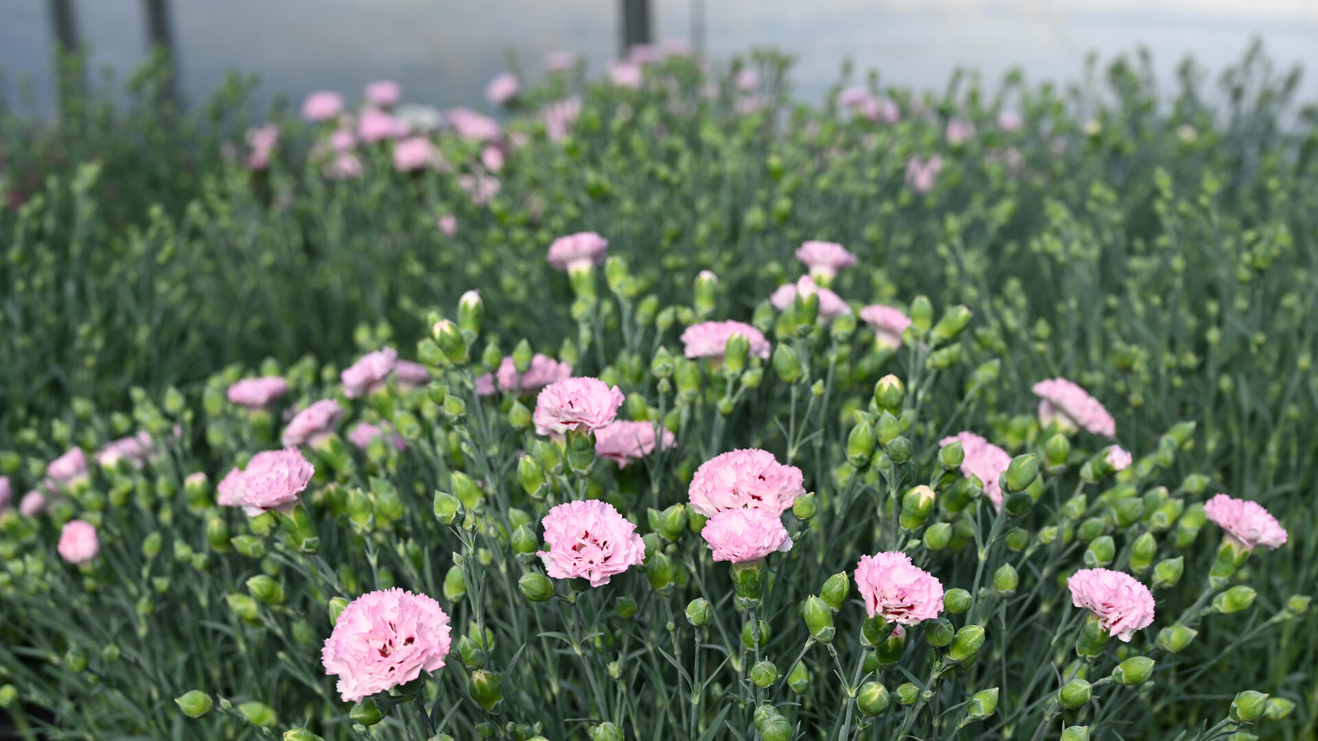Detroit Garden Works