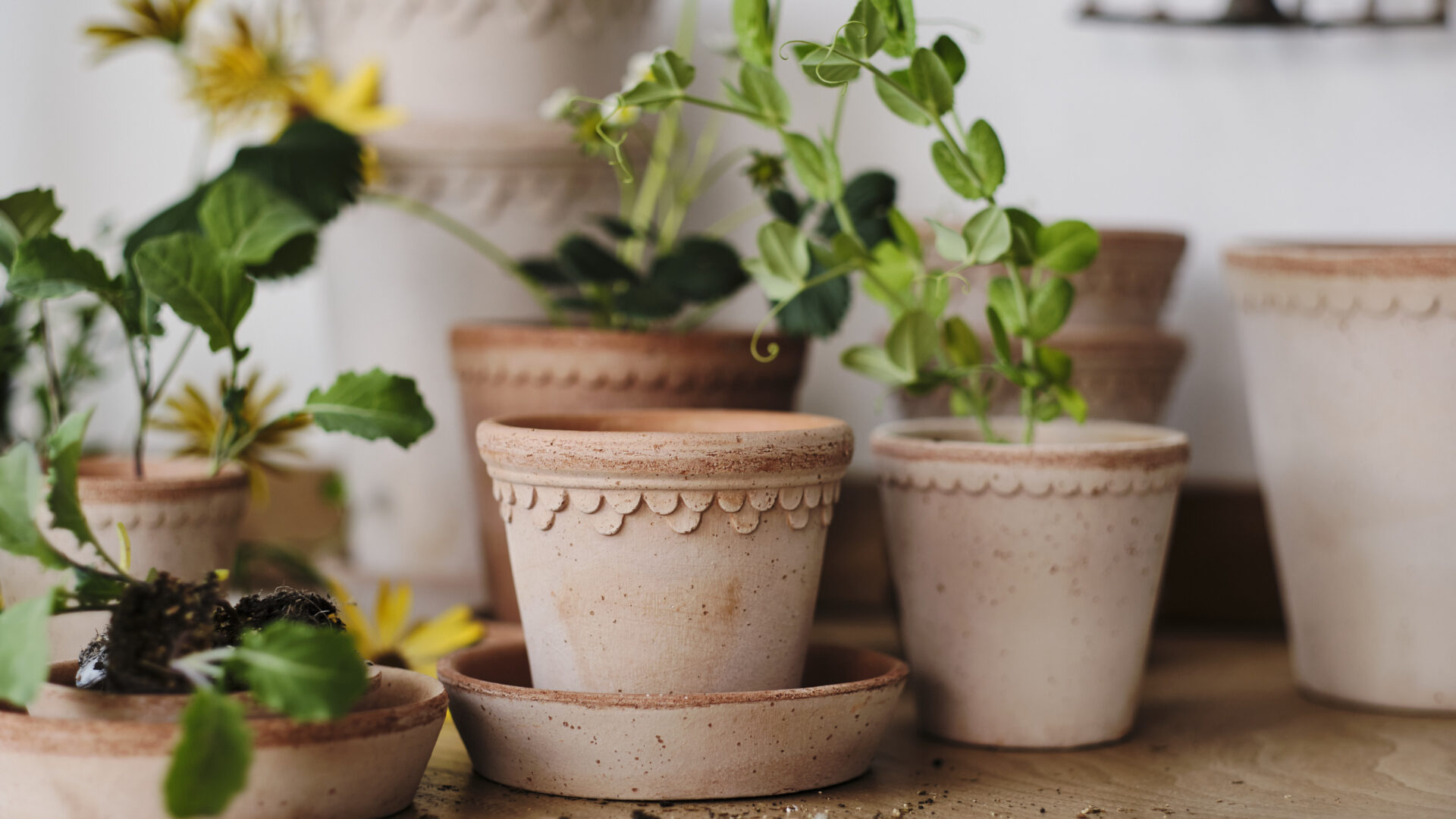 Shop: Bergs Potter Raw Rosa Terra Cotta | Detroit Garden Works