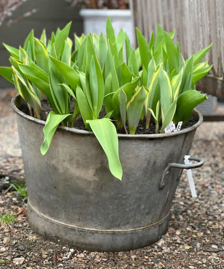 Detroit Garden Works
