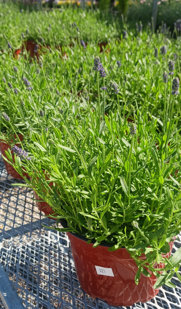 Detroit Garden Works