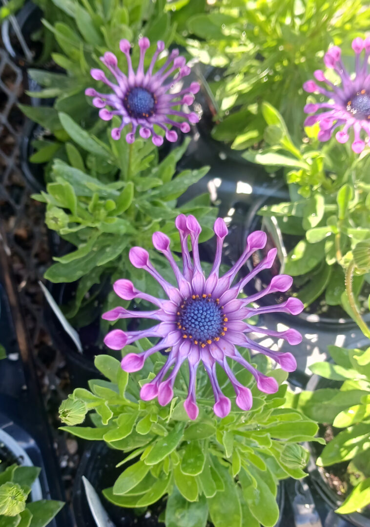 Detroit Garden Works