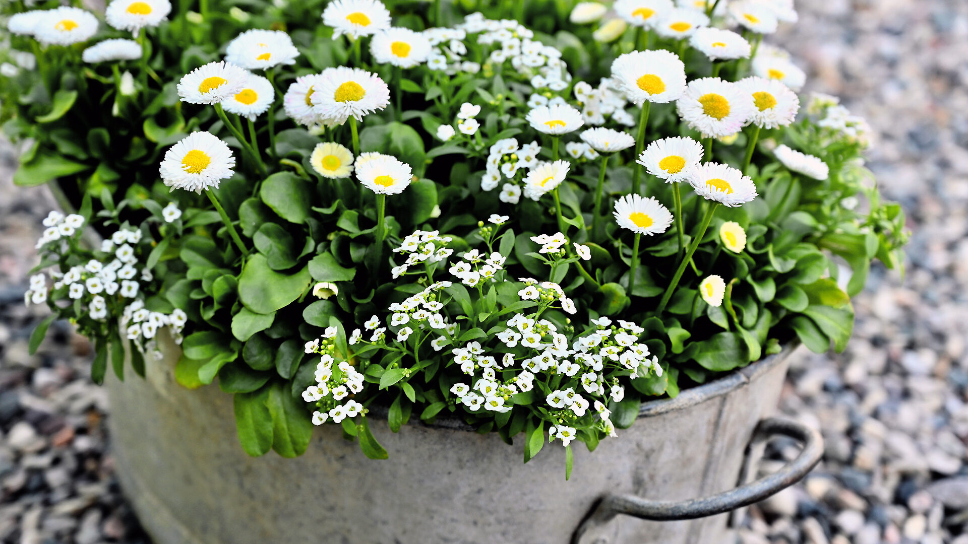 English Daisies & Alyssum in a Handled Vat - Detroit Garden Works