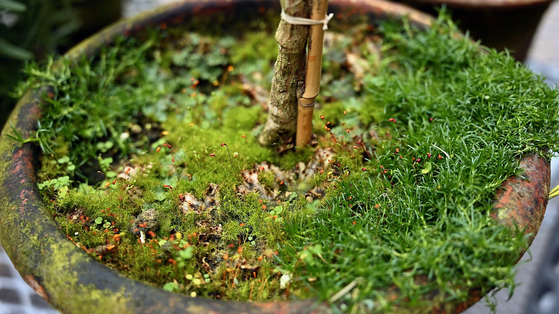 A Mossy Kingdom - The Understory of a Topiary - Detroit Garden Works