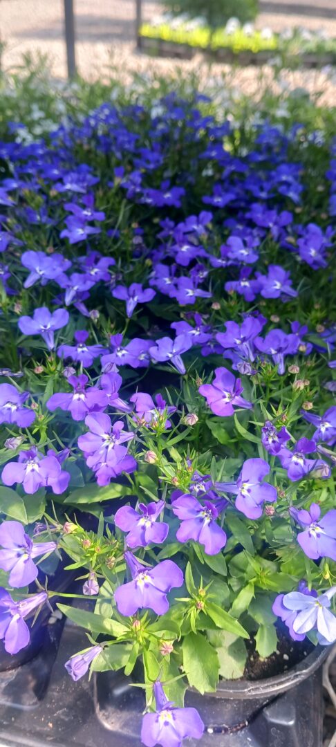 Detroit Garden Works