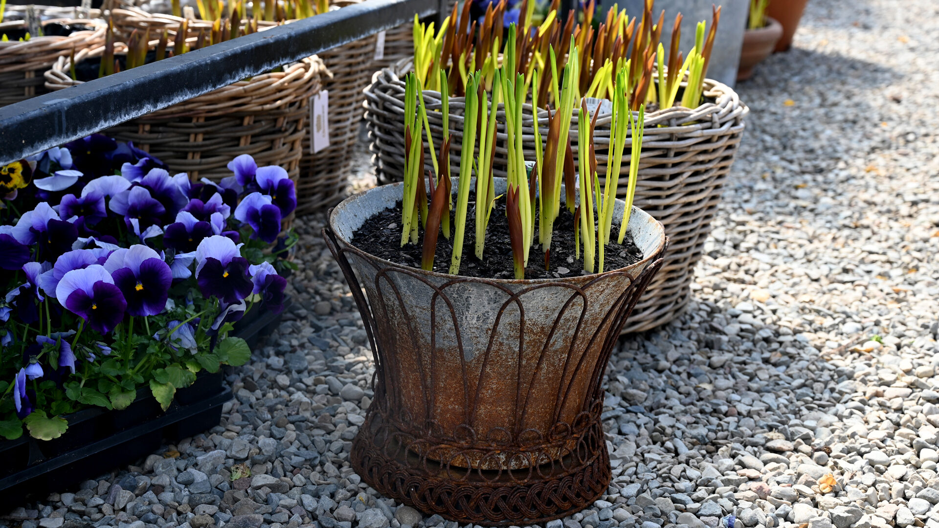 Shop: Wirework Bulb Planting | Detroit Garden Works