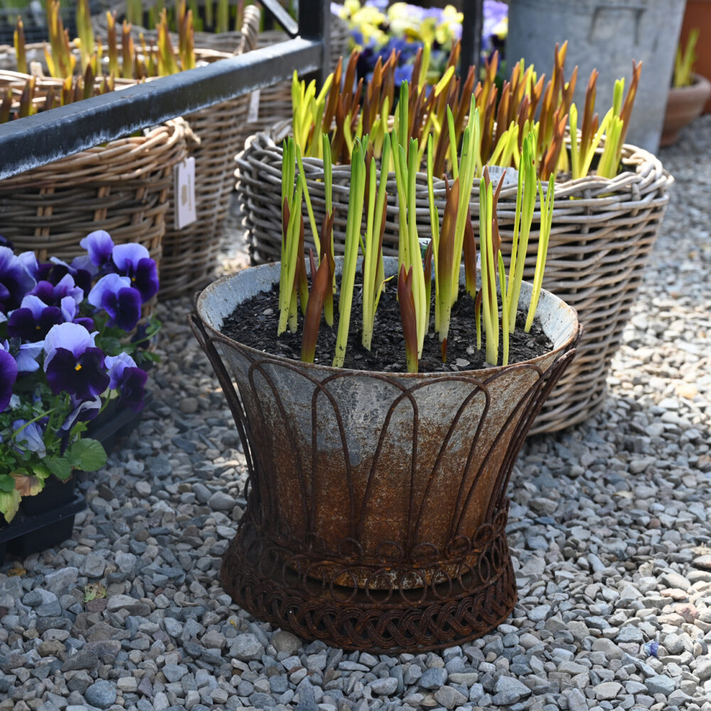 French Wire Planter
