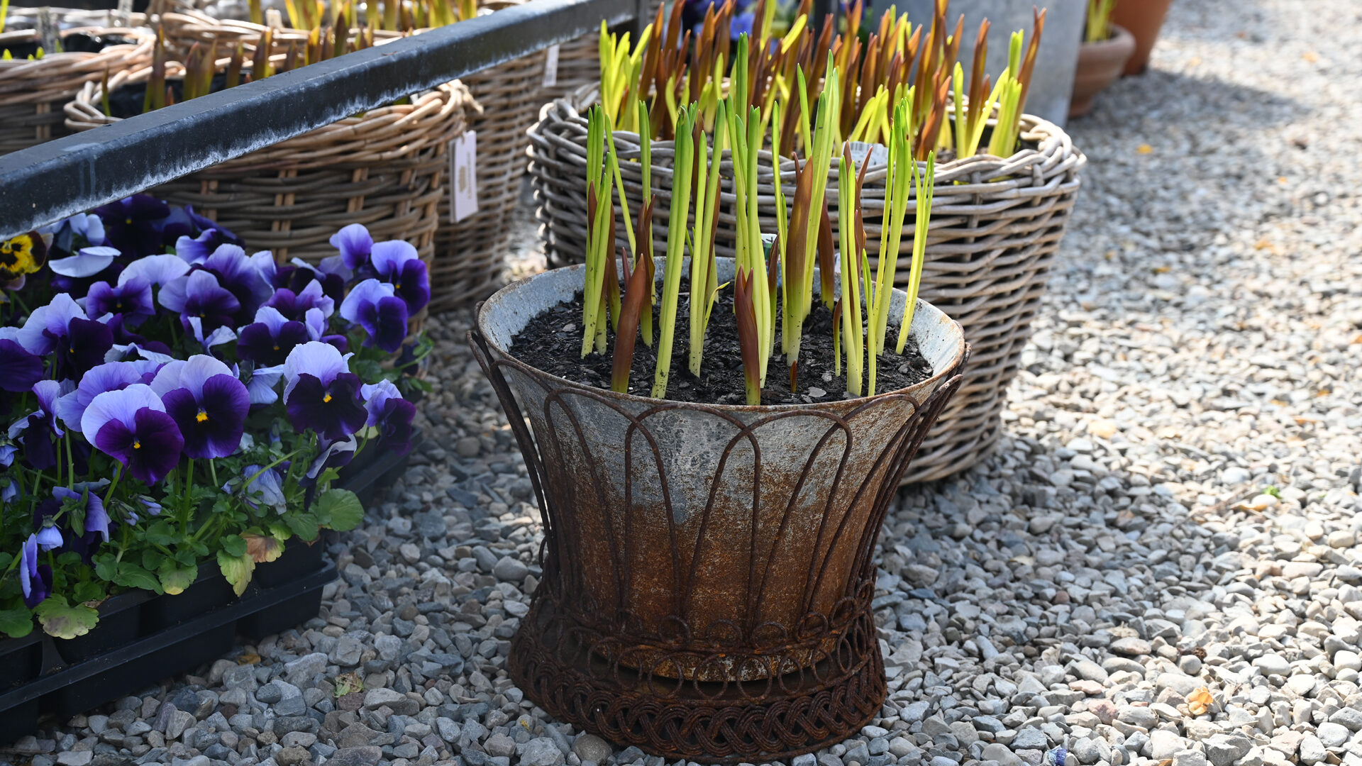 Shop: Wirework Bulb Planting | Detroit Garden Works