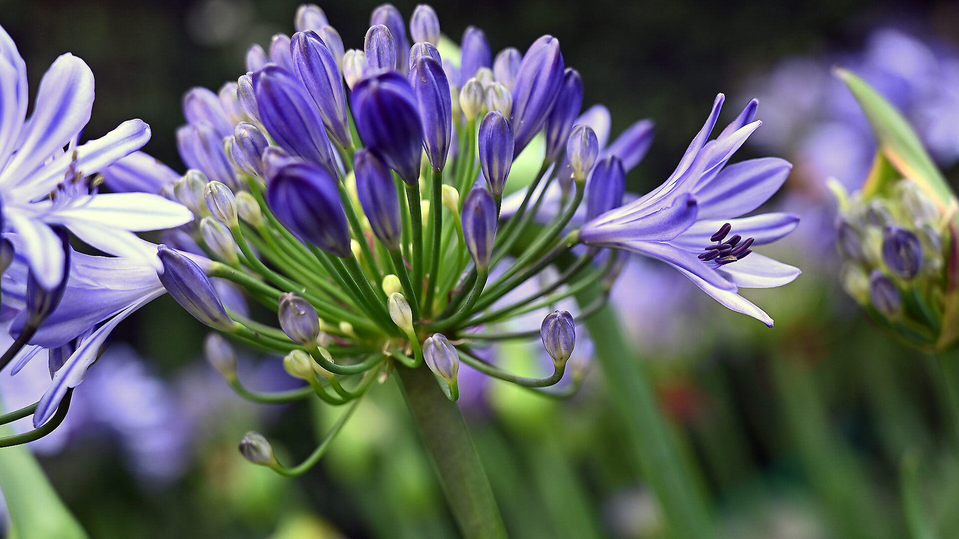 The Bloom of an Agapanthus - Detroit Garden Works