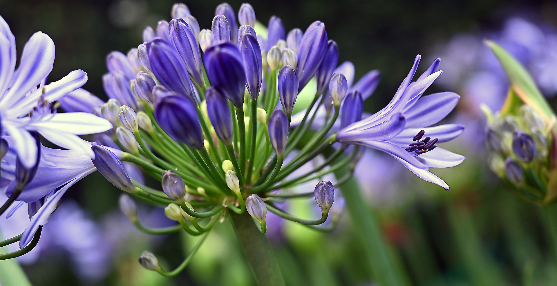 The Bloom of an Agapanthus - Detroit Garden Works