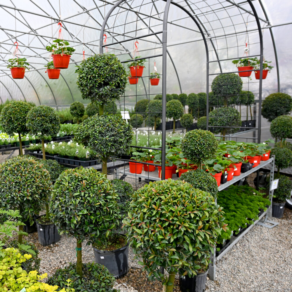 Eugenia Topiaries
