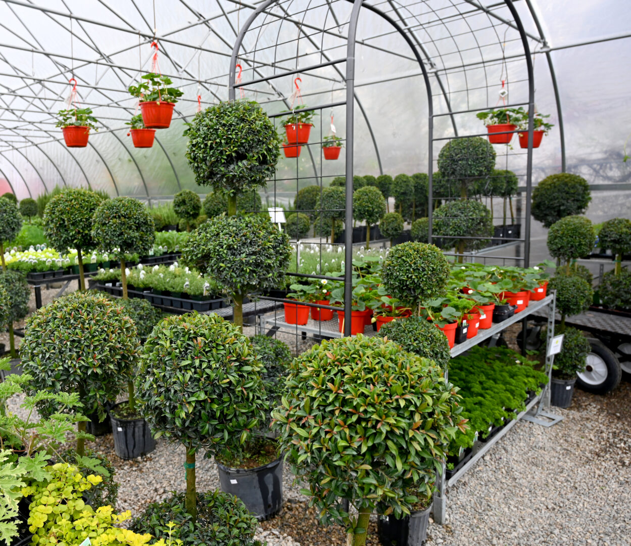 Eugenia Topiaries