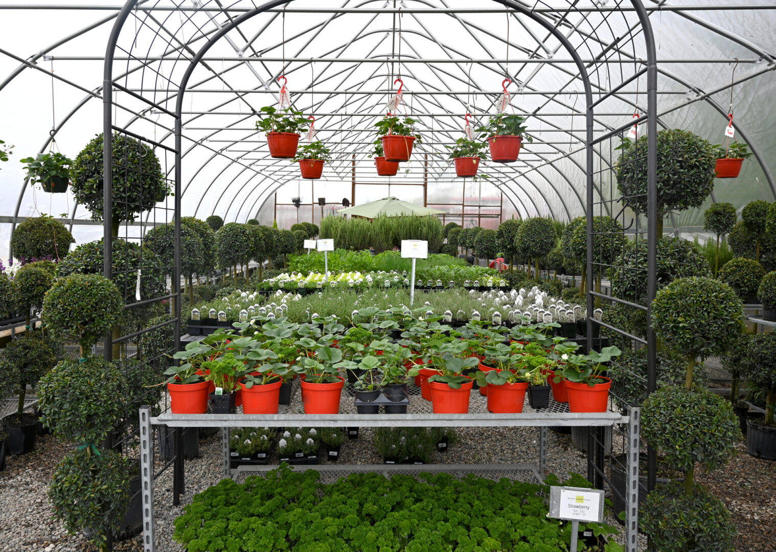 Seasonal Plant Material