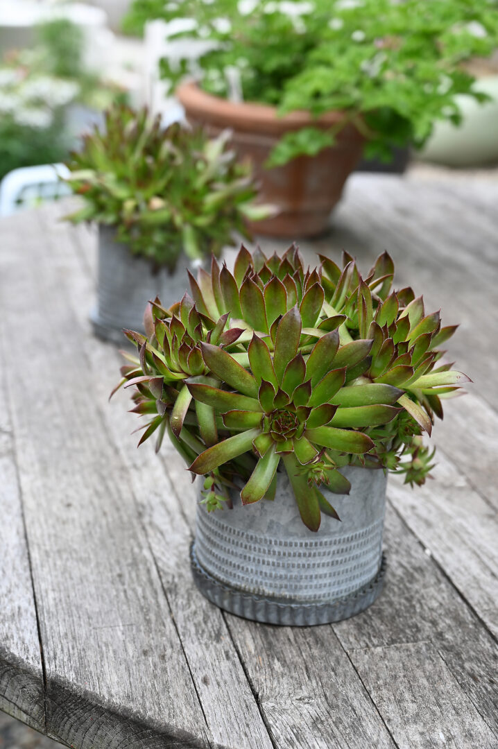Planted Seasonal Pots