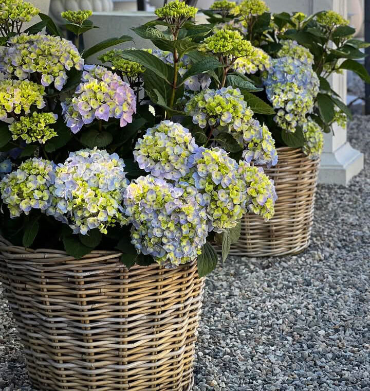 Shop: Containers | Detroit Garden Works