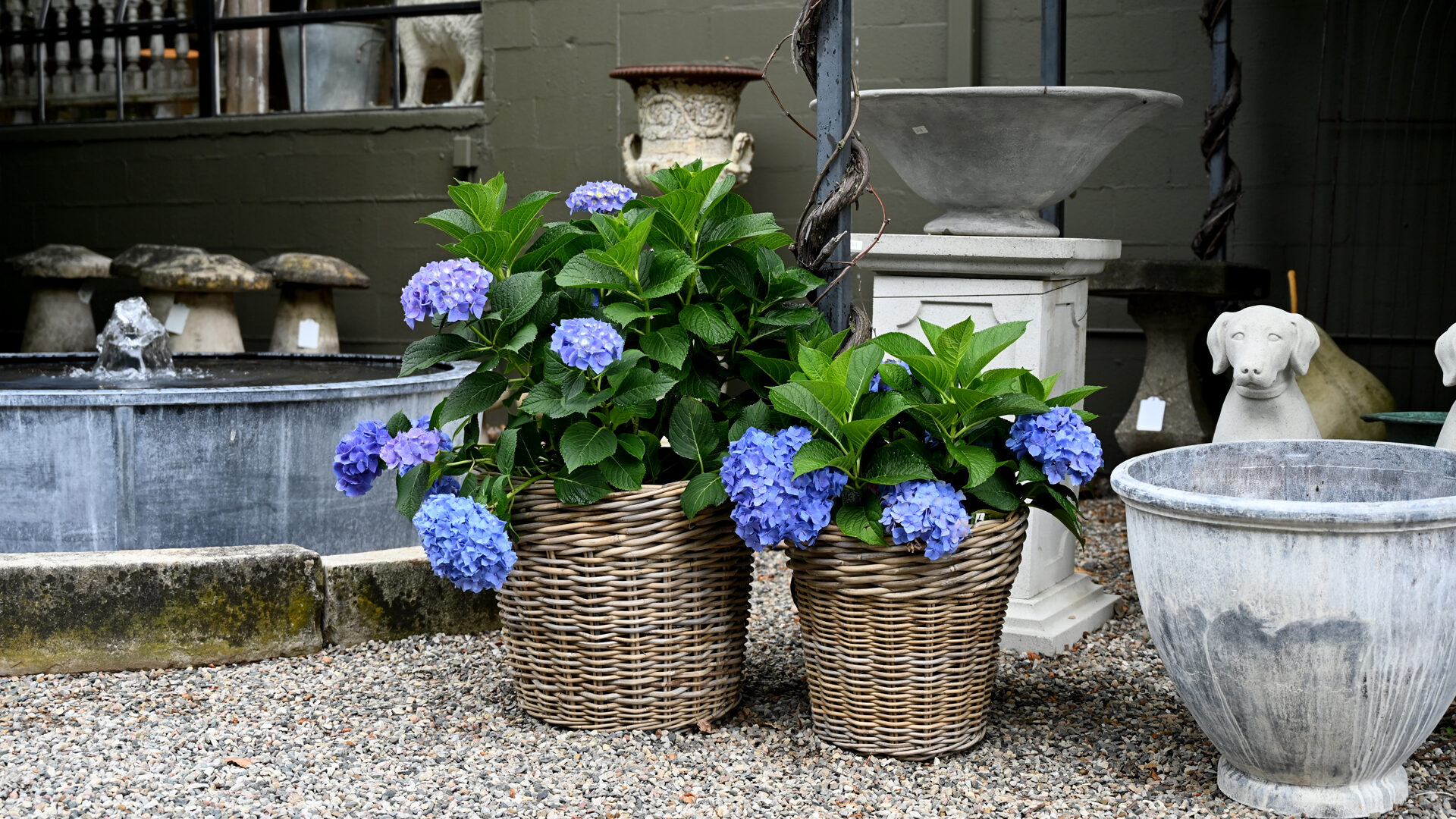 Let's Dance Blue Jangles Big-Leaf Hydrangea in Rattan Baskets - Detroit Garden Works