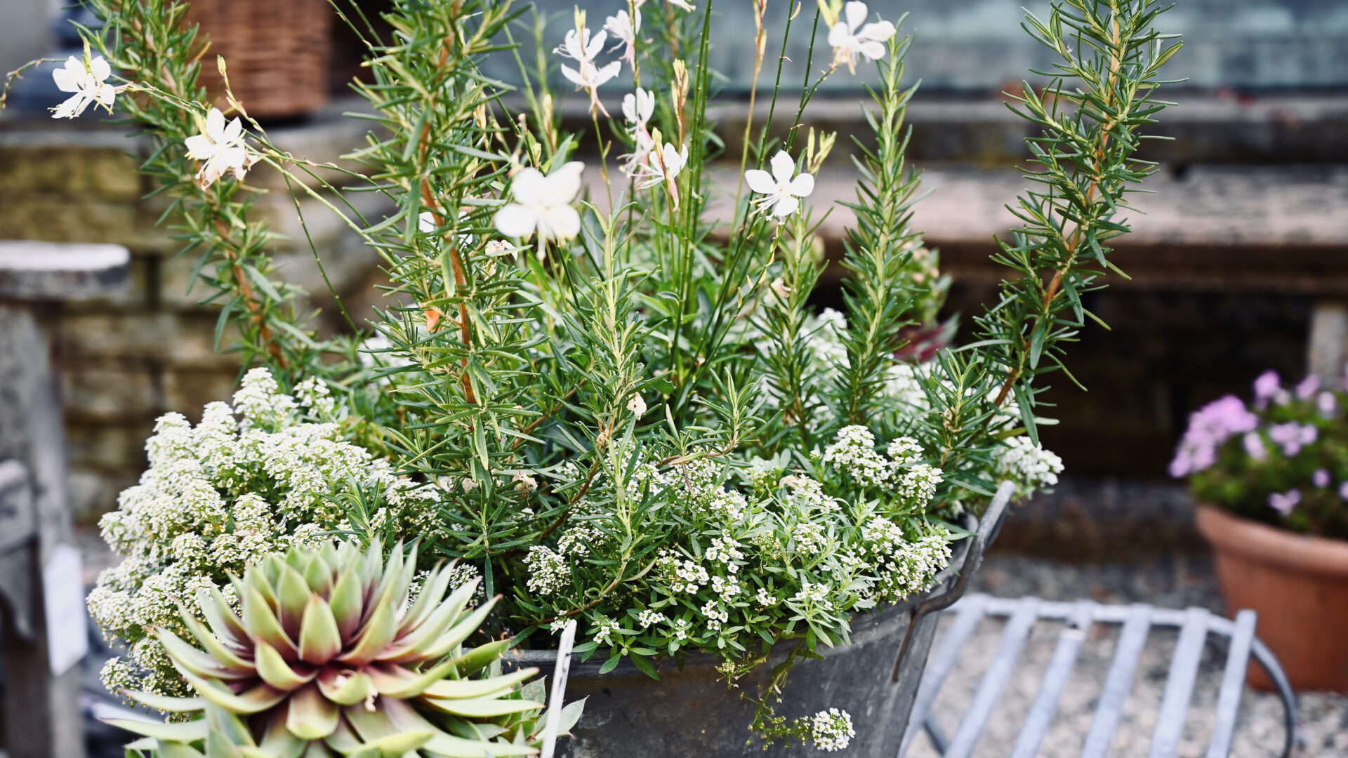 Alyssum and Rosemary with Gaura - Detroit Garden Works