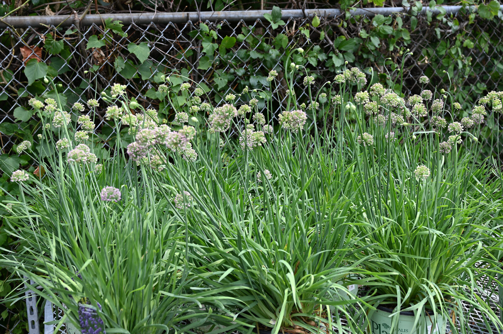 Detroit Garden Works