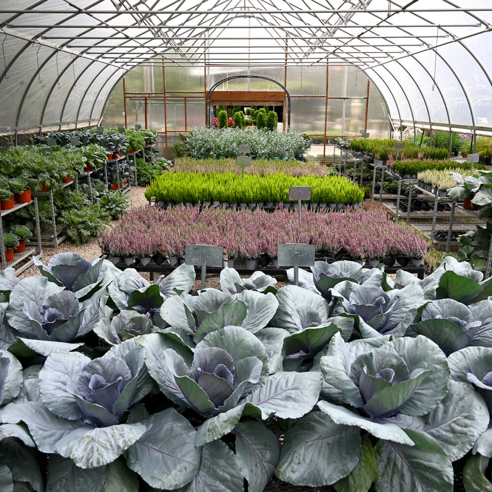 Seasonal Plant Material