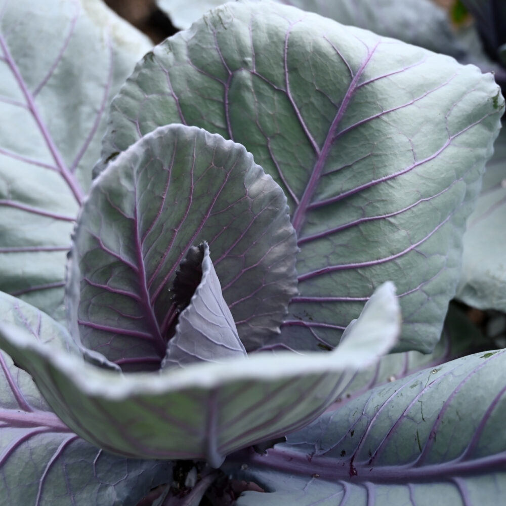 Seasonal Plant Material