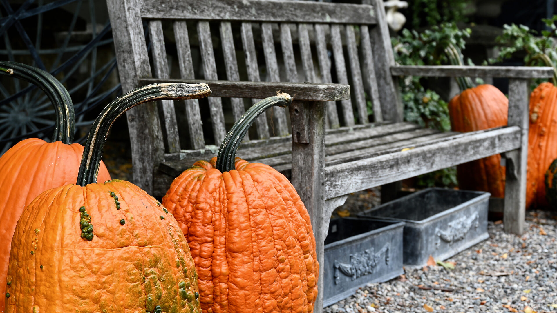 Beautiful Texture & Surface - An English Teak Bench with Pumpkins - Detroit Garden Works