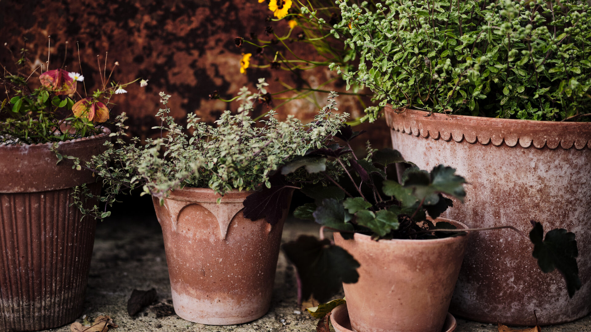 Bergs Potter Raw Rosa Pots - Simona, Elizabeth, Julie & Helena - Detroit Garden Works
